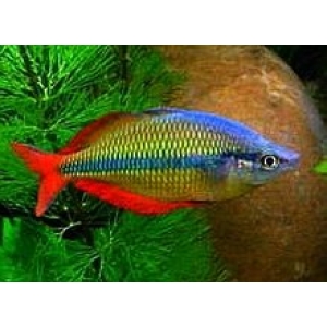 Rainbow fish